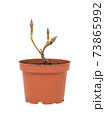 young plant in a flower pot on a white background 73865992