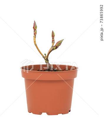 young plant in a flower pot on a white background young plant in a flower pot on a white background 73865992