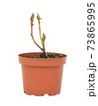 young plant in a flower pot on a white background 73865995