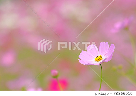 コスモスの花の写真素材