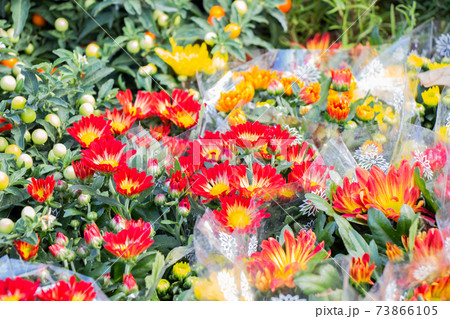 Beautiful blooming flowers for sale outside flower shop 73866105