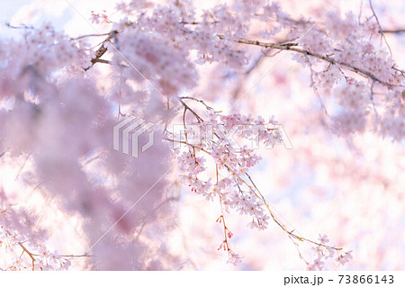 晴れた日の桜 晴れた日の桜 73866143