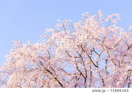晴れた日の桜 晴れた日の桜 73866163