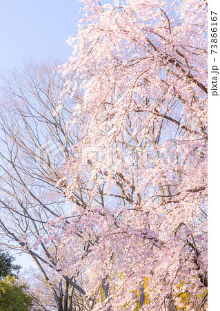 晴れた日の桜 晴れた日の桜 73866167