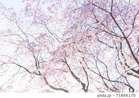 晴れた日の桜 晴れた日の桜 73866170