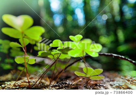 Clover Clover 73866400