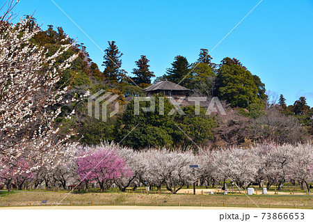 梅 水戸 偕楽園公園 梅 水戸 偕楽園公園 73866653