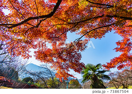 埼玉県 秩父 羊山公園の紅葉と武甲山の写真素材