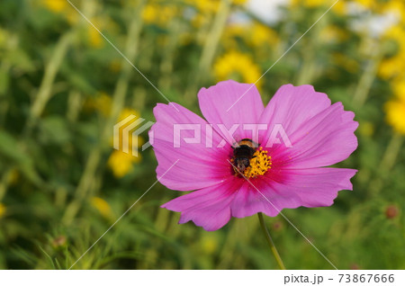 コスモスの蜜を吸うミツバチの風景写真 コスモスの蜜を吸うミツバチの風景写真 73867666