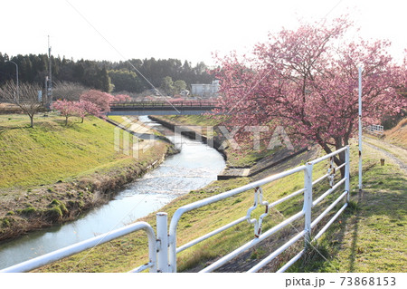 土手沿いの桜 土手沿いの桜 73868153