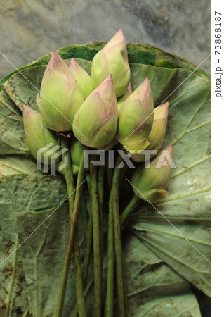 Fresh budding young pink green lotus flower with water drop in lotus leave bouquet, Buddhism offerings. 73868187