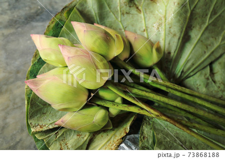 Fresh budding young pink green lotus flower with water drop in lotus leave bouquet, Buddhism offerings. 73868188