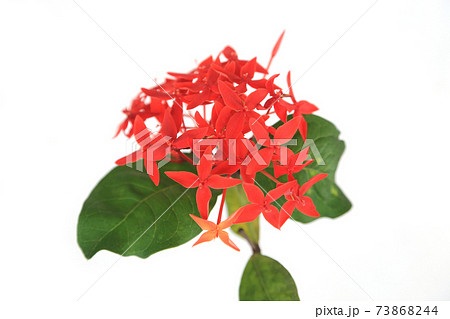 Red ixora flowers bunch on white background. 73868244