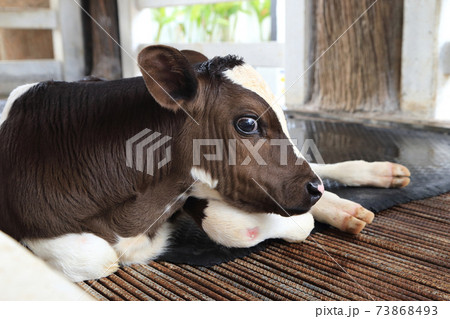 Calf lying on cowshed ground in dairy farm, one eye look at camera. 73868493