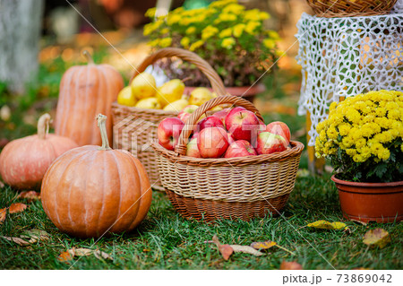 Autumn composition with flowers of chrysanthemums, pumpkins, apples and pears in a wicker basket in the autumn garden. Autumn composition with flowers of chrysanthemums, pumpkins, apples and pears in a wicker basket in the autumn garden. 73869042