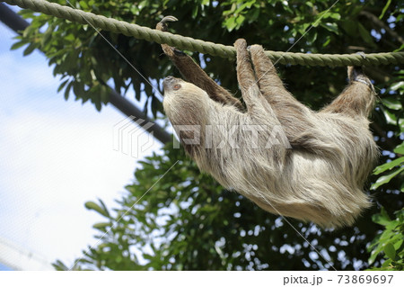大牟田市 大牟田市動物園 ナマケモノ、 大牟田市 大牟田市動物園 ナマケモノ、 73869697