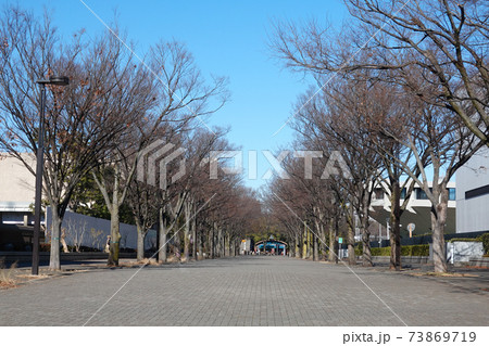 代々木公園の欅並木 代々木公園ケヤキ並木 の写真素材