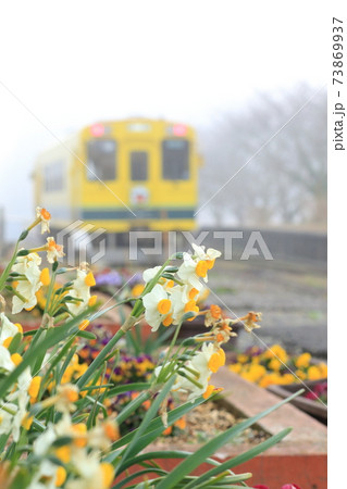 いすみ鉄道「水仙の花と早朝の濃霧に包まれた列車を背景に」 73869937