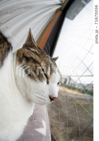 窓辺の猫（魚眼レンズ）キジトラ猫 73870096