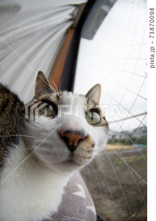 窓辺の猫(魚眼レンズ)キジトラ猫 窓辺の猫(魚眼レンズ)キジトラ猫 73870098