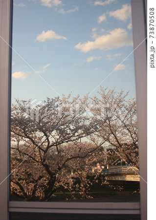夕陽み照らされるサクラ！田舎の素敵な自然の風景 73870508