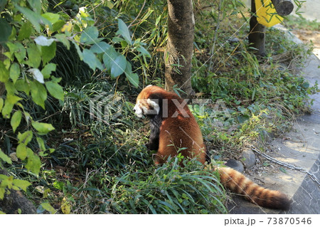 大牟田市　大牟田市動物園　レッサーパンダ、 73870546