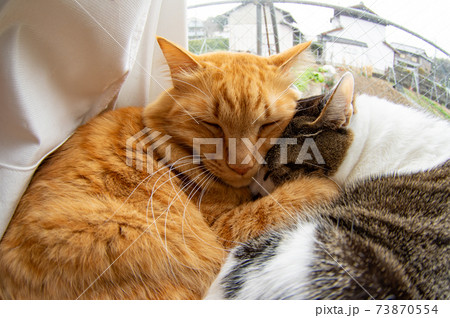 仲良く眠る二匹の猫 仲良く眠る二匹の猫 73870554