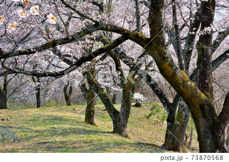 桜並木 桜並木 73870568