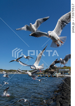 飛び交うカモメ 73870617