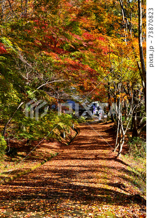 大分の紅葉の名所　陽目渓谷、白水の滝 73870823