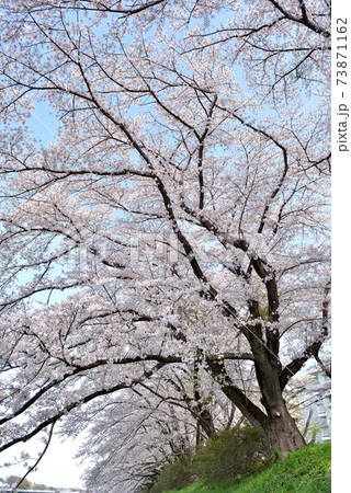 樹齢50年の入間リバーサイド桜並木の桜が満開となり、春の青空に映える。 73871162