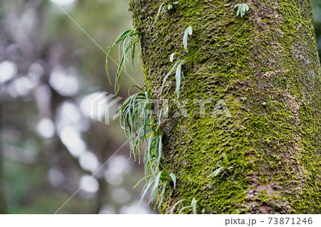 木に生える苔と草の写真素材