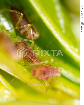 A small aphid on a green plant A small aphid on a green plant 73871286