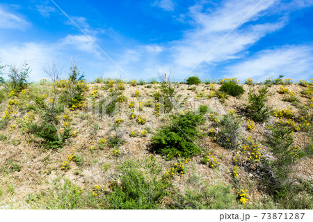 Nature in the steppe of Kazakhstan in the spring Nature in the steppe of Kazakhstan in the spring 73871287