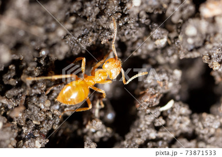 Yellow ant on black ground in nature Yellow ant on black ground in nature 73871533