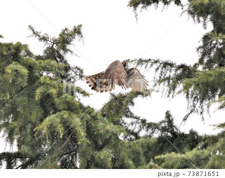 都市公園のオオタカ飛翔 73871651