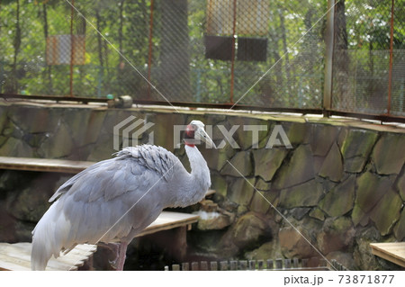 大牟田市 大牟田市動物園 オオツル、 大牟田市 大牟田市動物園 オオツル、 73871877