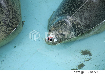大牟田市 大牟田市動物園 アザラシ の写真素材