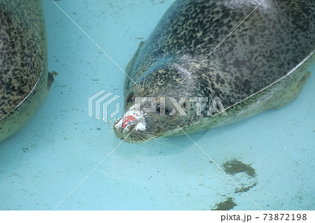 大牟田市 大牟田市動物園 アザラシ の写真素材