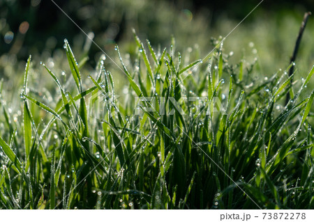 Close up of grass leaves with dew drops in morning sun 73872278