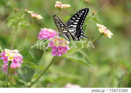 アゲハチョウ アゲハチョウ 73872280