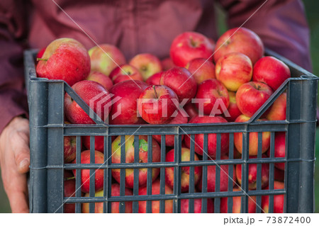 Autumn harvest of red apples in a basket, under a tree in the garden, on a blurry background Autumn harvest of red apples in a basket, under a tree in the garden, on a blurry background 73872400