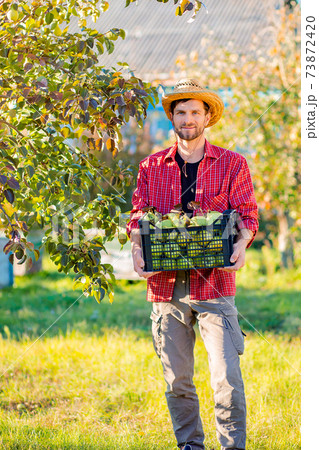 Man farmer collects autumn harvest of pears in the garden. Man farmer collects autumn harvest of pears in the garden. 73872420