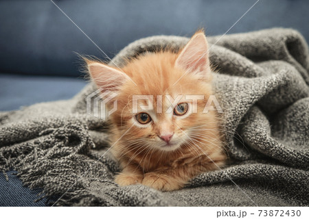 Cute little ginger kitten Cute little ginger kitten 73872430
