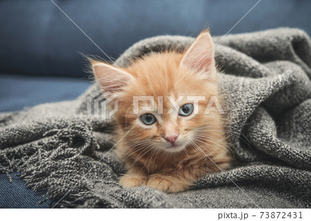 Cute little ginger kitten Cute little ginger kitten 73872431