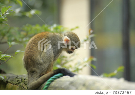大牟田市 大牟田市動物園 リスサル、 大牟田市 大牟田市動物園 リスサル、 73872467