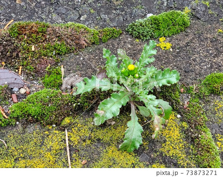 冬のタンポポ 73873271