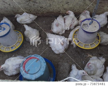 Breeding chickens on the farm Breeding chickens on the farm 73873481