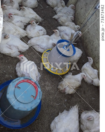 Breeding chickens on the farm Breeding chickens on the farm 73873482
