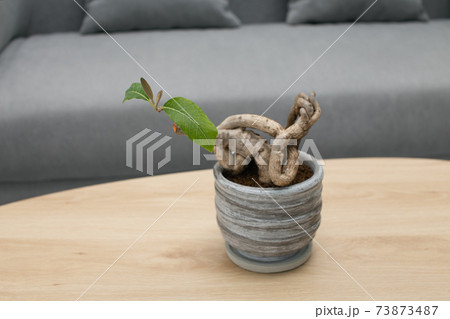 Bonsai 73873487